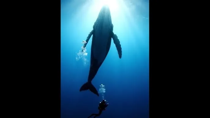 24小时免费看b站的软件苹果 - 深蓝星球：探索海洋深处的未知世界